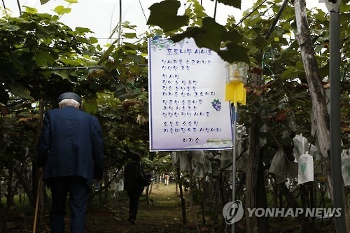 전국 유일 포도·와인특구 포도밭 2년새 33%↓…FTA 영향(종합) - 1
