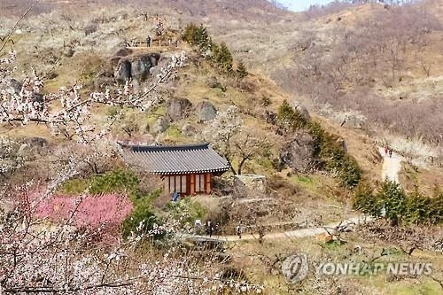 상춘객 활짝 핀 매화꽃에 취해