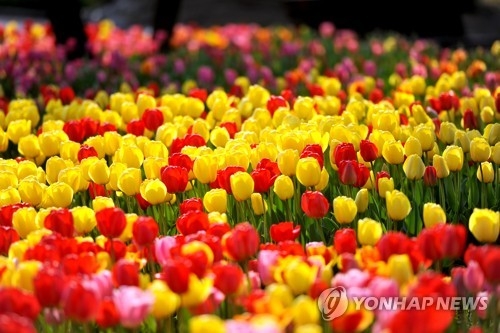 속초서 만개한 튤립