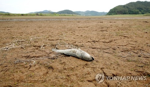 물 없는 저수지에 죽은 물고기