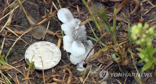 충북 동전만 한 우박 쏟아져…농작물 73㏊ 피해 - 1