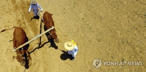 "이랴∼이랴" 홍천서 '겨릿소 밭갈이' 시연 눈길 - 1