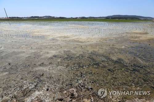 '이끼 웅덩이'로 변한 들녘