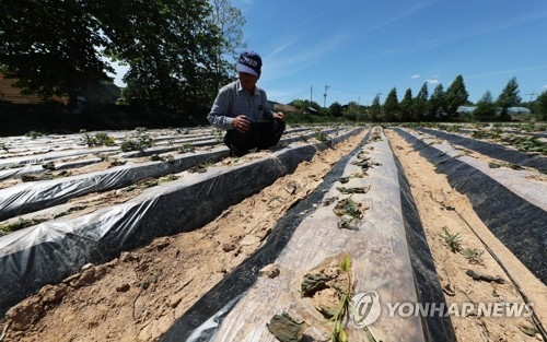 가뭄에 말라버린 고구마 싹