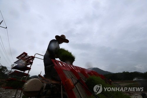 단비에 분주한 들녘