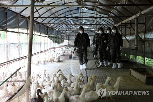 양산·울산도 고병원성 AI 판정…제주도 추가 확진 - 1