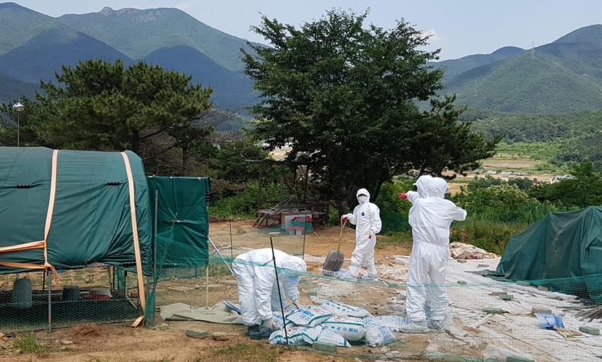 양산 AI 농가 방역작업