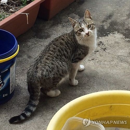 길고양이