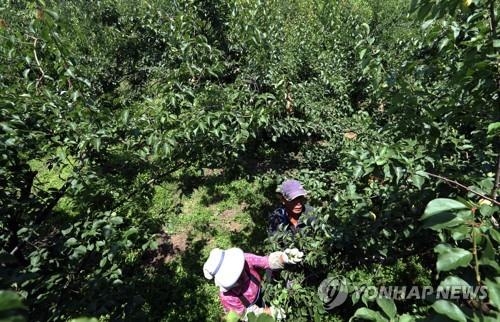 지리산 공기와 섬진강 물이 만든 하동군 매실