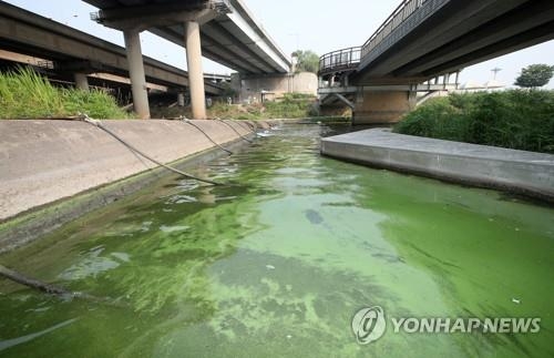 녹조 발생한 한강