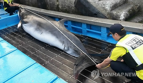 그물에 걸려 잡힌 밍크고래