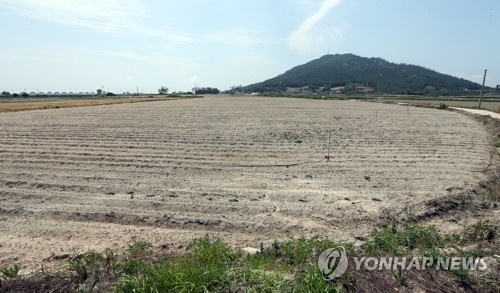 황무지로 변한 월평마을 대파밭