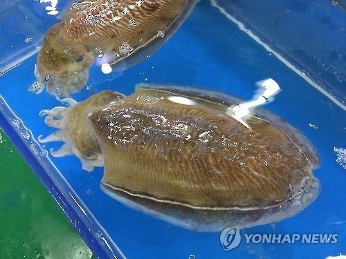 갑오징어
