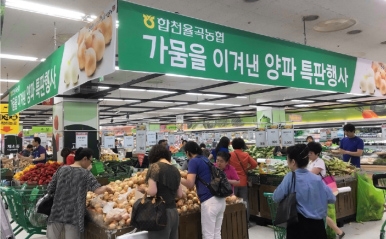 가뭄을 이겨낸 양파 특판행사