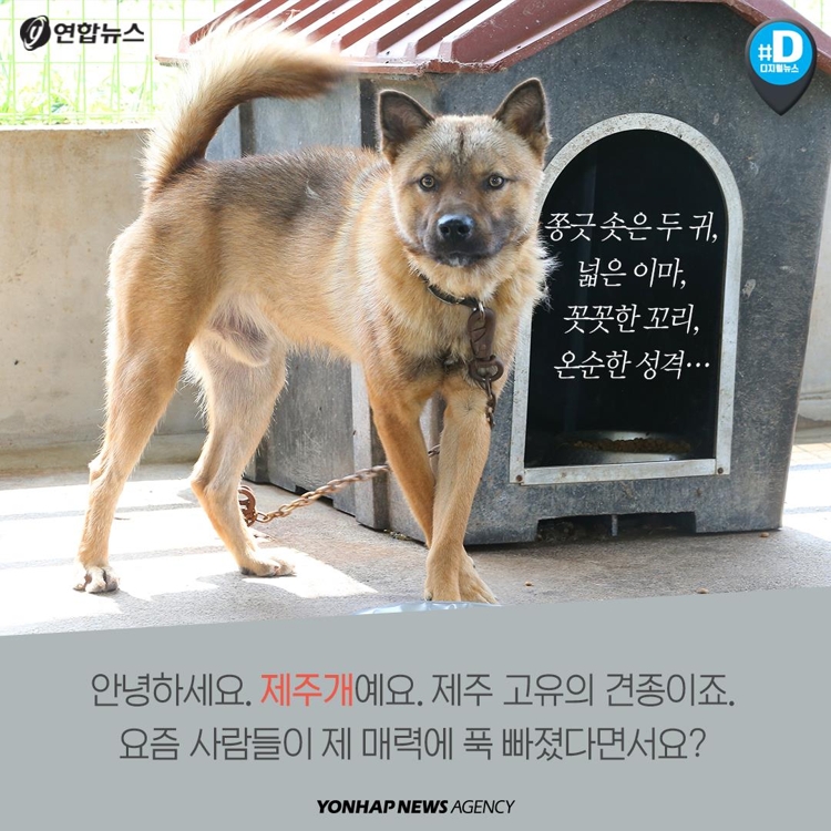 [카드뉴스] "국내 멸종 위기 강아지 단돈 5만원에 팝니다" - 2