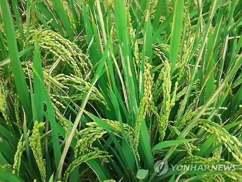 이삭이 나온 벼