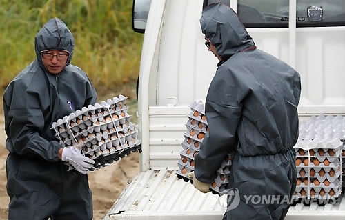 '에톡사졸' 검출된 계란 폐기