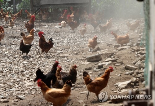 DDT 검출 산란계 농장