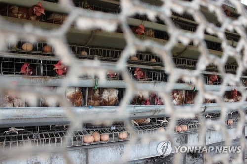 '살충제 계란' 농가 계란 전량 폐기…정부 "국민 불안 고려"(종합) - 1