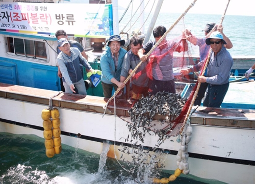 부안군, 조피볼락 치어 방류
