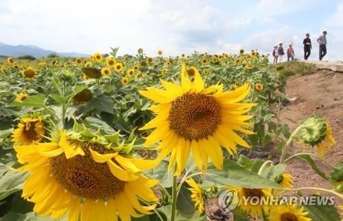 '먹고 보고 즐기고'…경남 곳곳 가을축제로 떠들썩 - 3