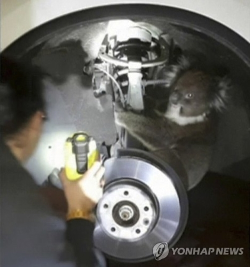 자동차 바퀴 틈새에 매달려 16㎞ 달린 코알라