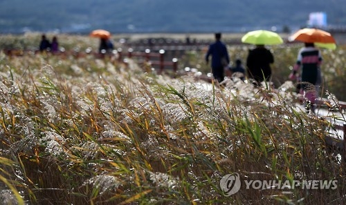 강진만 생태공원 갈대밭