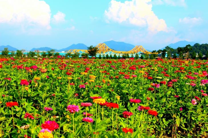 낙동강변에서 열리는 백일홍 축제