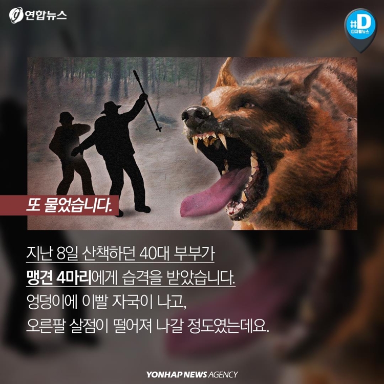 [카드뉴스] "우리 개는 안 물어요"…개주인 무책임에 대형사고 난다 - 2