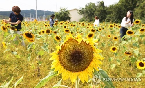 (괴산=연합뉴스) 윤우용 기자 = 충북 괴산군 청안면사무소 인근 꽃밭에 해바라기가 만개해 여심(女心)을 설레게 하고 있다. 2017.9.23