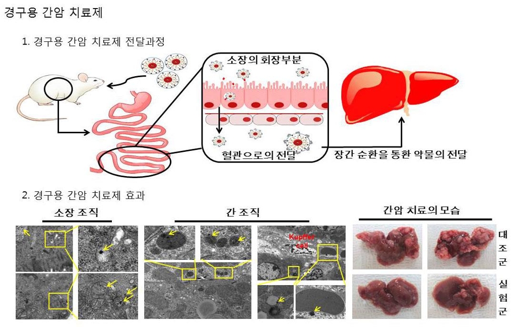 이용규 교통대 교수 먹는 간암·당뇨 유전자 치료제 개발 - 1