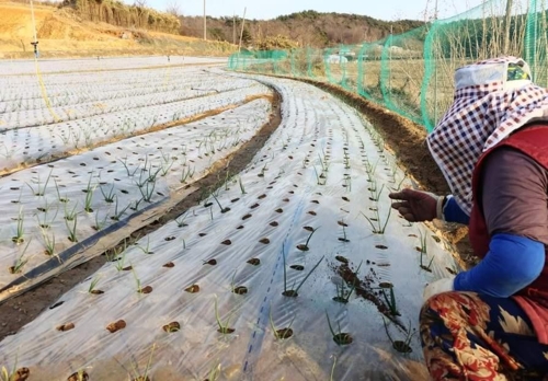 한해 양파농사 망쳤네요