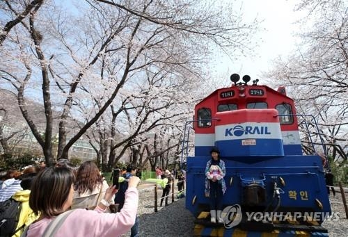 진해 벚꽃 좋아요