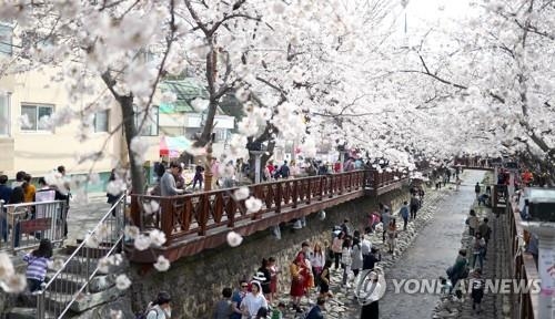 봄의 입구, 진해 군항제