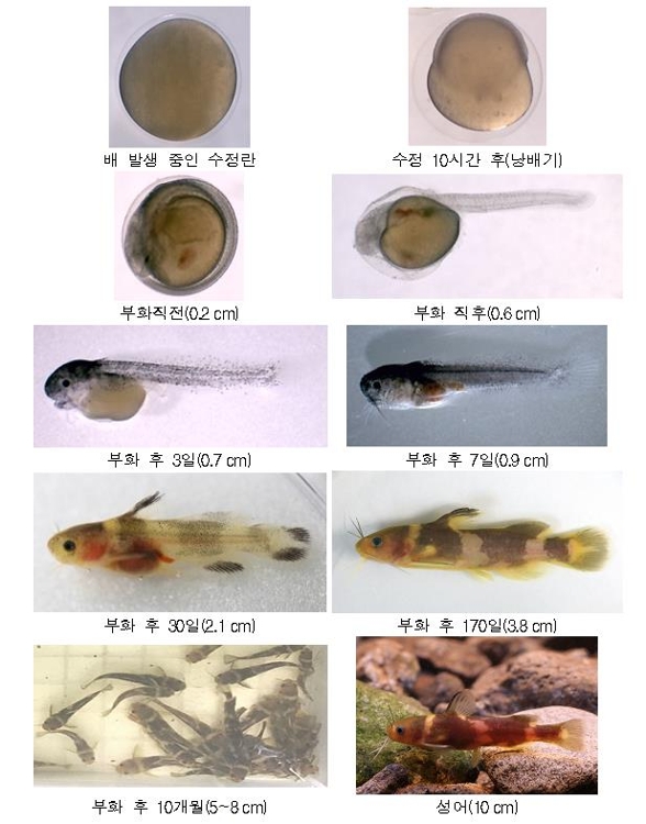 꼬치동자개 부화 과정