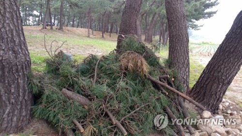 강릉 바닷가 소나무숲 훼손 위기