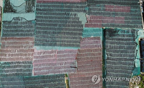 완도 다시마 양식어민 싱글벙글…"작황 좋고 값도 올라" - 1