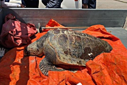 태안 앞바다에서 죽은 채 발견된 붉은바다거북