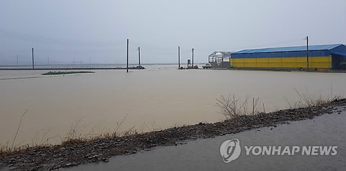 빗물에 잠겨버린 들녘
