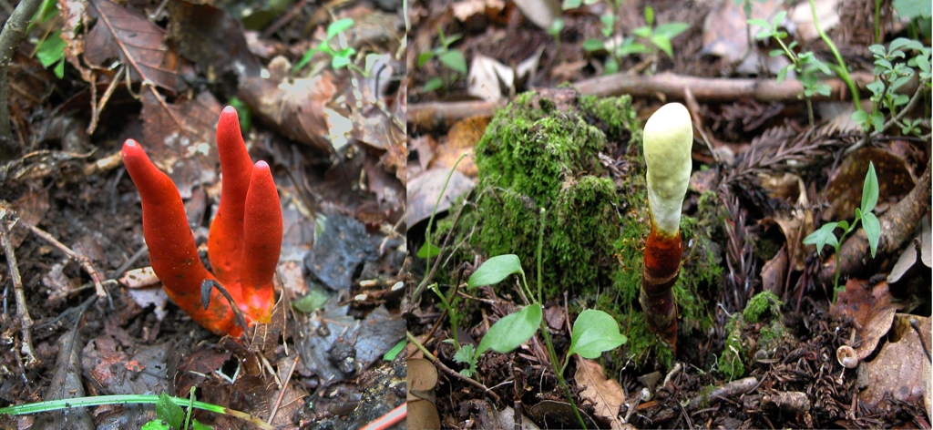 독버섯인 붉은사슴뿔버섯(좌)과 식용버섯인 영지버섯의 어린 개체(우)