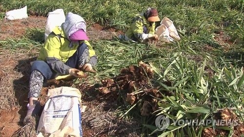 생강 농사
