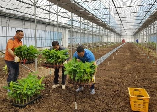 올해 초 포항시 북구 흥해읍에서 농민들이 바나나 묘목을 심는 모습 [포항시 제공=연합뉴스]