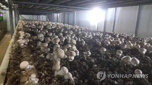 양송이 버섯