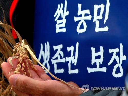 (서울=연합뉴스) 홍해인 기자 = 한국쌀전업농중앙회와 전국 각 지역 쌀 전업 농민들이 7일 오후 서울 종로구 청와대 앞 분수광장에서 수확기 구곡 방출로 인한 쌀값 하락 대책을 촉구하며 손에 영근 벼 이삭을 든 채 기자회견을 갖고 있다. 2018.11.7 hihong@yna.co.kr