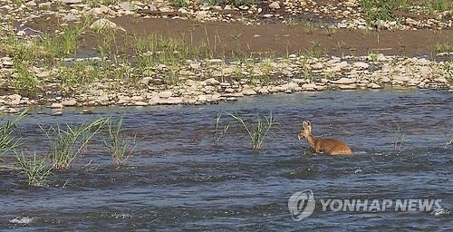 DMZ SO 임진강 건너는 고라니