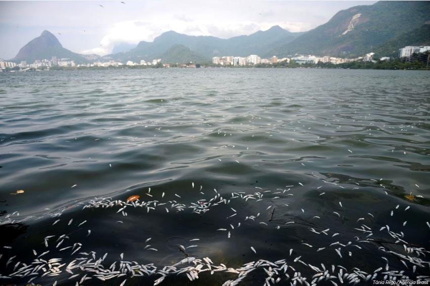 리우 시내 호드리구 지 프레이타스 호수에서 폭염 때문에 물고기가 떼죽음을 당하고 있다. [국영 뉴스통신 아젠시아 브라질] 