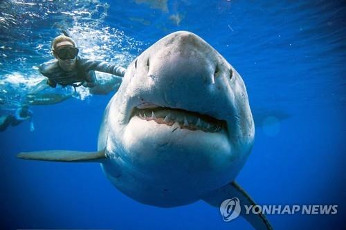 하와이 인근서 길이 6m짜리 백상아리 목격돼 - 1
