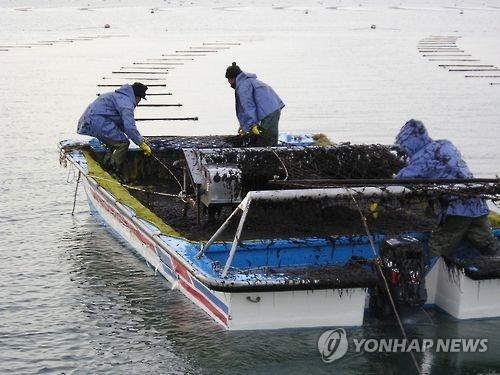 김 양식장 수확 모습