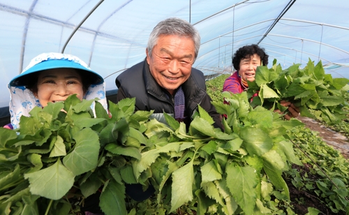 '산나물 왕' 취나물 수확합니다