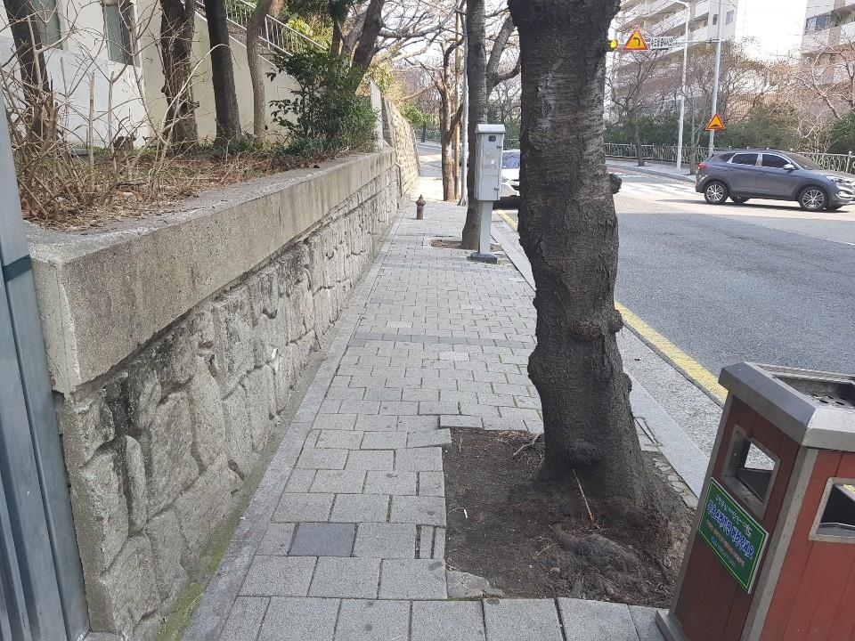 교통약자 통행 방해하는 가로수